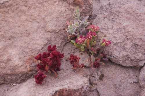 TREKKING NEL DESERTO DI ATACAMA 2015